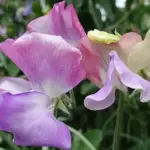 It has been lovingly nicknamed the 'unicorn sweet pea',