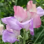 This fabulously feminine sweet pea will produce fist fulls of demure little blooms till first frosts.