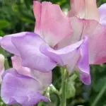 Sweet Pea 'Enchante' is an amazing tri-colour sweet pea variety is a brilliant blend of blush pink, white and soft mauve or lavender.