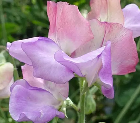 Sweet Pea 'Enchante' is an amazing tri-colour sweet pea variety is a brilliant blend of blush pink, white and soft mauve or lavender.