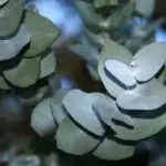 Eucalyptus cinerea has highly fragrant round, or egg-shaped silvery leaves that grow in pairs.