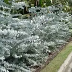 It is a wonderful plant to decorate balconies and terraces in the summer