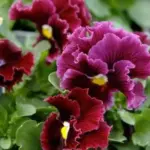Gorgeous ruffled red flowers with dark blotches and berry purple edges.