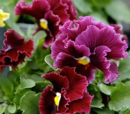 Gorgeous ruffled red flowers with dark blotches and berry purple edges.