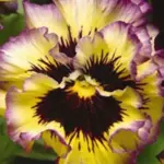 Viola x wittrockiana 'Frizzle Sizzle F1' is possibly quite unlike any pansy that you have seen before.