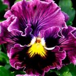 Cool weather encourages their most dramatic ruffles, especially in spring and autumn