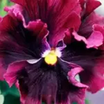 Viola x wittrockiana 'Frizzle Sizzle F1' is possibly quite unlike any pansy that you have seen before.