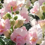 Antirrhinum majus 'F1 Twinny Appleblossom' -0
