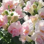 Antirrhinum majus 'F1 Twinny Appleblossom' -18986