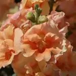 Antirrhinum 'Twinny' snapdragons produce gorgeous large, double butterfly-type flowers on compact plants.