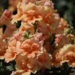 'Bronze Shades' are a gorgeous blend of orange, pink, and rose shades.