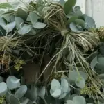 Eucalyptus cinerea are great for flower arrangements, wreaths, and drying.