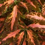 Coleus 'Coral Candy' features unique, multicolored foliage on a uniformly compact plant.