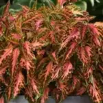 AAS Judges noted that this beautiful variety holds its colour well, even when grown in full sun.