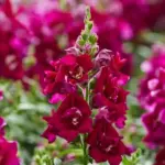 Antirrhinum majus 'F1 Twinny Violet' -0