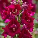 Antirrhinum majus 'F1 Twinny Violet' -19027