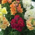 Antirrhinum majus 'F1 Twinny Violet' -19026