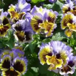 The large 6 to 8cm wide flowers are completely ruffled along the edges.