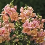 Antirrhinum majus 'F1 Twinny Peach' -19017