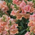 Antirrhinum majus 'F1 Twinny Peach' -19016