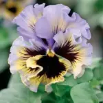 Viola 'Frizzle Sizzle' is possibly quite unlike any pansy that you have seen before.