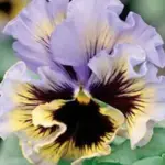 'Yellow-Blue Swirl' produces gorgeous ruffled, lemon-yellow flowers with dark blotches and edges painted in blue.