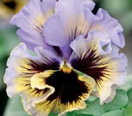 'Yellow-Blue Swirl' produces gorgeous ruffled, lemon-yellow flowers with dark blotches and edges painted in blue.