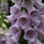 Developed for florists with good-quality, dense spikes that are long flowering and well-branched,