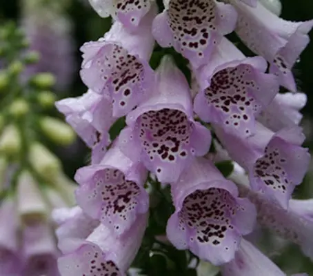 Developed for florists with good-quality, dense spikes that are long flowering and well-branched,