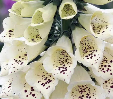 'Camelot Cream' produces towers of an exquisite colour that are beautifully spotted with mauve interior markings.