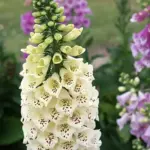 the dense spikes of blooms are borne all the way around the stem.