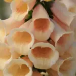 Digitalis 'Dalmation Peach' produces towers of swoon-worthy peachy blooms