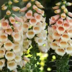 Digitalis purpurea 'F1 Dalmatian Peach' -19052