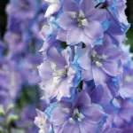 In the legends of King Arthur, Cameliard is the home of the young Princess Guinevere