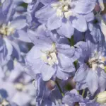 Delphinium hybrida benarys pacific Cameliard