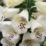 'Dalmatian Crème' produces towers of gorgeous creamy blooms with deep mauve interior markings.