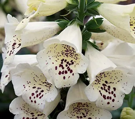'Dalmatian Crème' produces towers of gorgeous creamy blooms with deep mauve interior markings.