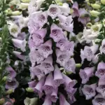 Digitalis 'F1 Camelot Lavender' produces towers of an exquisite colour.