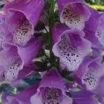 Digitalis purpurea 'F1 Dalmatian Purple' -0