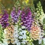 The flowers produce a central stem from which each of the flowers open from the bottom upwards.