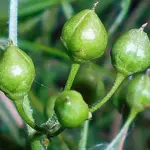The flowers ripen into egg-shaped seed pods which are just the perfect bouquet filler for interest and movement!