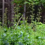 Scrophularia nodosa, the native Figwort is a hardworking perennial herb.