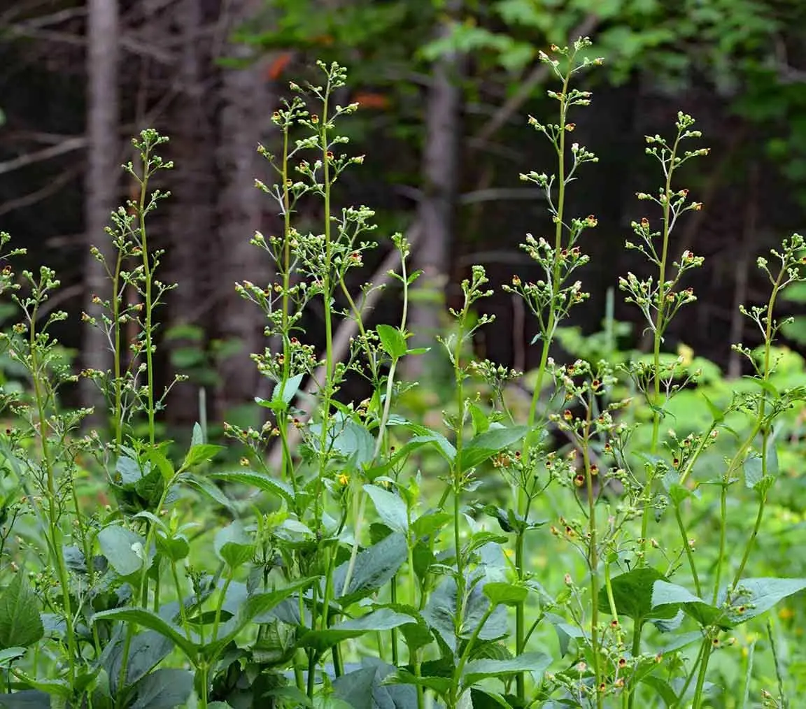 Scrophularia nodosa, the native Figwort is a hardworking perennial herb.