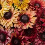 These exquisite blooms capture the hues of a summer sunset.