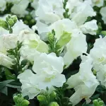 Antirrhinum majus 'F1 Twinny White' -0
