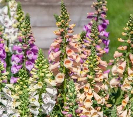 'Dottie Mix' produces flowers in five gorgeous, soft colours just 20 to 24 weeks from sowing.