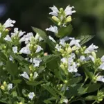 Nepeta ‘Snow Panther’ is the only white flowered Nepeta available.