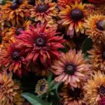 Semi-double and double velvety blooms in subtle shades of pale cappuccino, deep caramel, copper and dusty raspberry.