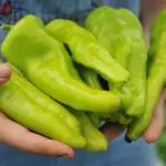 Best picked when yellow-green for use in roasting, stuffing, as a pizza topping