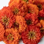 'Giant Orange' blooms in the most fashionable, tropical orange coloured large blooms.